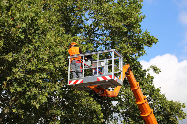 Best Storm Damage Tree Cleanup  in Beattystown, NJ